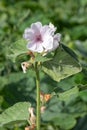 Marsh mallow althaea officinalis flower Royalty Free Stock Photo