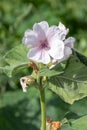 Marsh mallow althaea officinalis flower Royalty Free Stock Photo