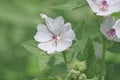 Marsh mallow Althaea officinalis Royalty Free Stock Photo