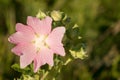 Marsh Mallow (Althaea Officinalis) flower. Medicinal plant. Blossom of marshmallow. Beautiful and delicate pink field flower on Royalty Free Stock Photo