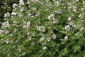 Marsh Mallow Royalty Free Stock Photo