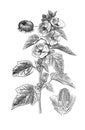 Marsh Mallow, Althaea officinalis medicinal plant illustration with leaves and Flowers is traditional medicine and is good again