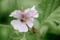 Marsh mallow Althaea officinalis pinkish-white flowers Royalty Free Stock Photo