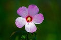 Marsh Mallow Royalty Free Stock Photo