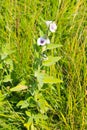 Marsh mallow flower (Althaea officinalis) Royalty Free Stock Photo