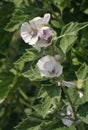 Marsh Mallow Royalty Free Stock Photo