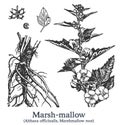 Marsh-mallow. Vector hand drawn plant. Vintage medicinal plant sketch. Royalty Free Stock Photo