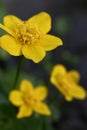 Marsh marigold