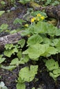 Marsh marigold Royalty Free Stock Photo