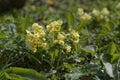 Marsh marigold Royalty Free Stock Photo