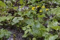 Marsh marigold Royalty Free Stock Photo