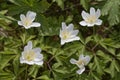 Marsh marigold Royalty Free Stock Photo