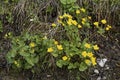 Marsh marigold Royalty Free Stock Photo