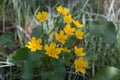 Marsh marigold blooming in a wet forest Royalty Free Stock Photo