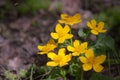 Marsh marigold in spring Royalty Free Stock Photo