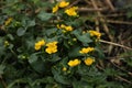 Marsh marigold blooming yellow Royalty Free Stock Photo