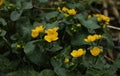 Marsh marigold blooming yellow Royalty Free Stock Photo