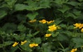 Marsh marigold blooming yellow Royalty Free Stock Photo