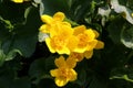 Marsh Marigold in blossom with bright yellow flowers. Close up. Royalty Free Stock Photo