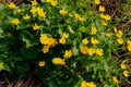 Marsh Marigold in blossom with bright yellow flowers. Royalty Free Stock Photo