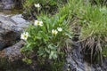 Marsh Marigold Caltha leptosepala