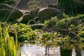 Marsh Marigold, Caltha Palustris blooming in naturalistic garden in forest in spring. Royalty Free Stock Photo