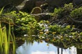 Marsh Marigold, Caltha Palustris blooming in naturalistic garden in forest in spring. Royalty Free Stock Photo