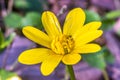 Marsh Marigold (Caltha palustris) at early spring, closeup Royalty Free Stock Photo