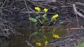 New flowers emerging in spring.