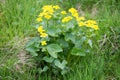 Marsh Marigold, Caltha palustris on the Faroe Islands