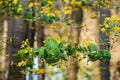 Marsh Marigold in a flooded forest Royalty Free Stock Photo