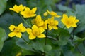 Marsh Marigold, Caltha palustris, flowering in springtime