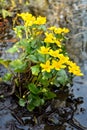 Marsh Marigold (Caltha palustris) flowers