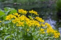Marsh Marigold Caltha palustris yellow flowers against the backdrop of swamp pond water. Marsh flowers wild poisonous, Marigold Royalty Free Stock Photo