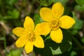 Marsh Marigold - Caltha palustris