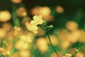 Marsh-marigold first flowers in spring Royalty Free Stock Photo