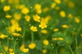 Marsh-marigold first yellow flowers spring Royalty Free Stock Photo