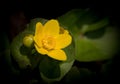 Marsh Marigold Royalty Free Stock Photo