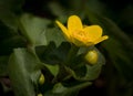 Marsh Marigold Royalty Free Stock Photo