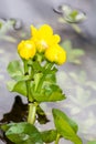 Marsh Marigold flower Royalty Free Stock Photo