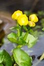 Marsh Marigold flower Royalty Free Stock Photo