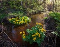 Marsh-marigold flower in forest Royalty Free Stock Photo