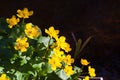 Marsh-marigold flower in forest Royalty Free Stock Photo