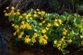 Marsh-marigold flower in forest Royalty Free Stock Photo