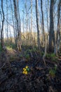 Marsh-marigold flower in forest Royalty Free Stock Photo