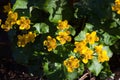 Marsh-marigold flower in forest Royalty Free Stock Photo