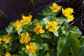 Marsh-marigold flower in forest Royalty Free Stock Photo