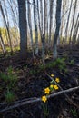 Marsh-marigold flower in forest Royalty Free Stock Photo