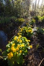Marsh-marigold flower in forest Royalty Free Stock Photo