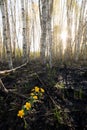 Marsh-marigold flower in forest Royalty Free Stock Photo